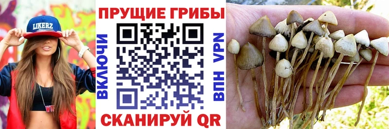Псилоцибиновые грибы Cubensis  Верхняя Салда 